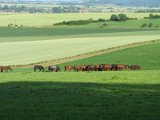 Hunnesrueck - Pferdeweiden 04